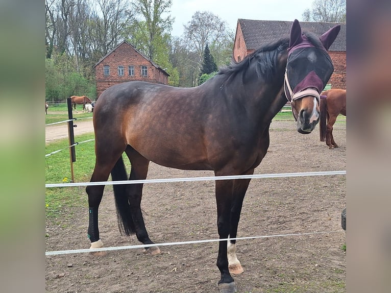 Hanoverian Mare 13 years 17 hh Brown in Markkleeberg
