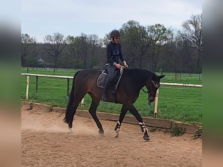 Hanoverian Mare 13 years 17 hh Brown in Markkleeberg