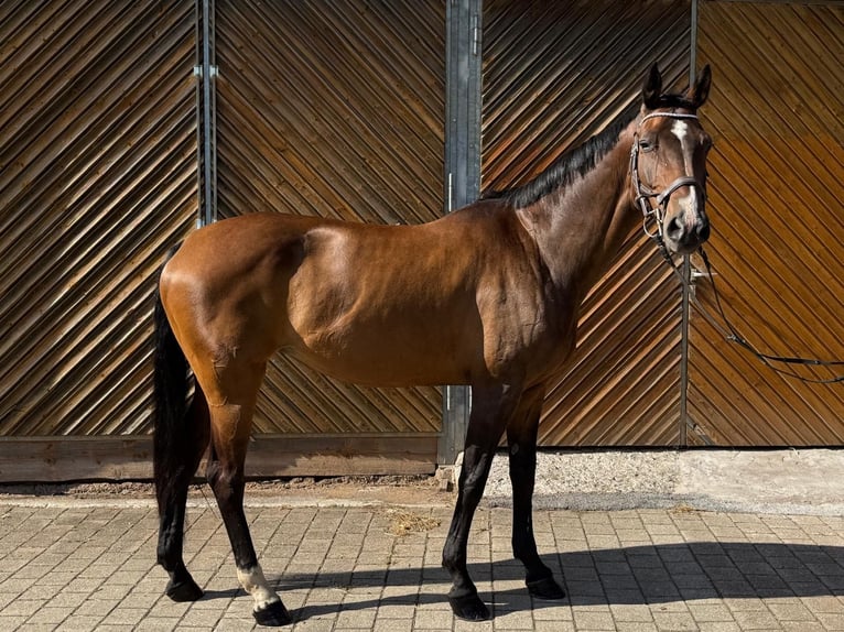 Hanoverian Mare 13 years 17 hh Brown in Diemelsee