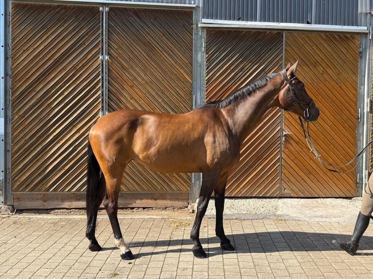 Hanoverian Mare 13 years 17 hh Brown in Diemelsee