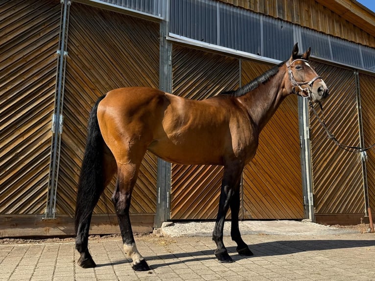 Hanoverian Mare 13 years 17 hh Brown in Diemelsee
