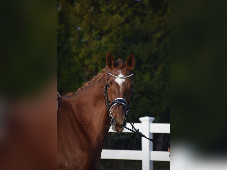 Hanoverian Mare 13 years 17 hh Chestnut in Dätgen