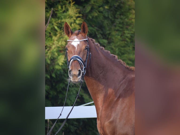 Hanoverian Mare 13 years 17 hh Chestnut in Dätgen
