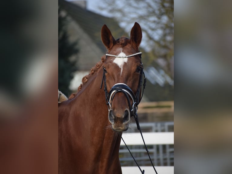 Hanoverian Mare 13 years 17 hh Chestnut in Dätgen