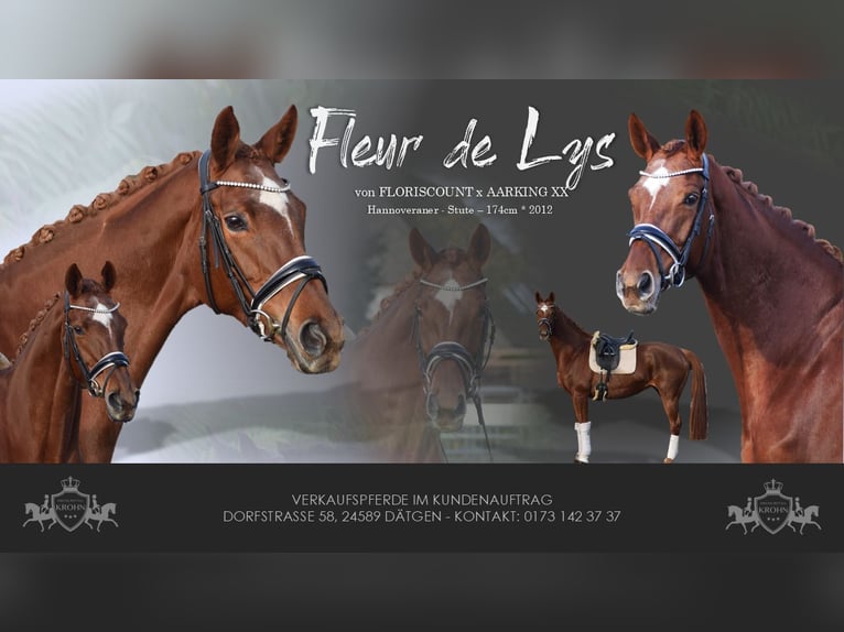 Hanoverian Mare 13 years 17 hh Chestnut in Dätgen