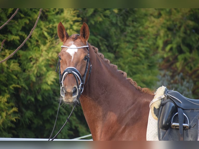 Hanoverian Mare 13 years 17 hh Chestnut in Dätgen