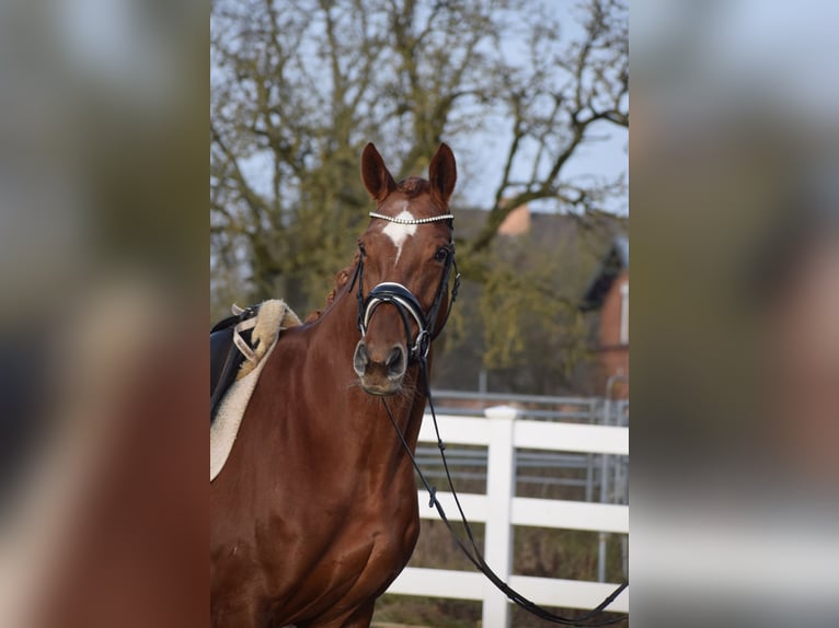 Hanoverian Mare 13 years 17 hh Chestnut in Dätgen