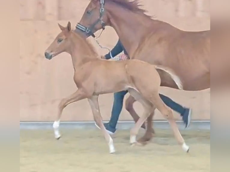 Hanoverian Mare 13 years 17 hh Chestnut-Red in Wolfsbach