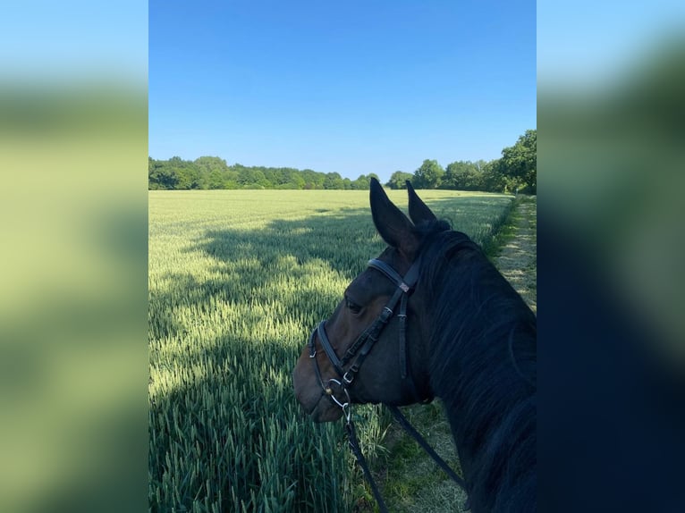 Hanoverian Mare 13 years 17 hh in M&#xFC;nster