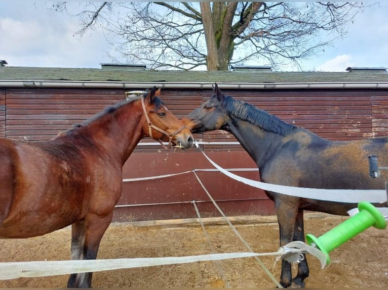 Hanoverian Mare 13 years 17 hh in M&#xFC;nster