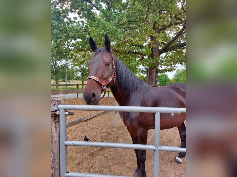 Hanoverian Mare 13 years 17 hh in M&#xFC;nster