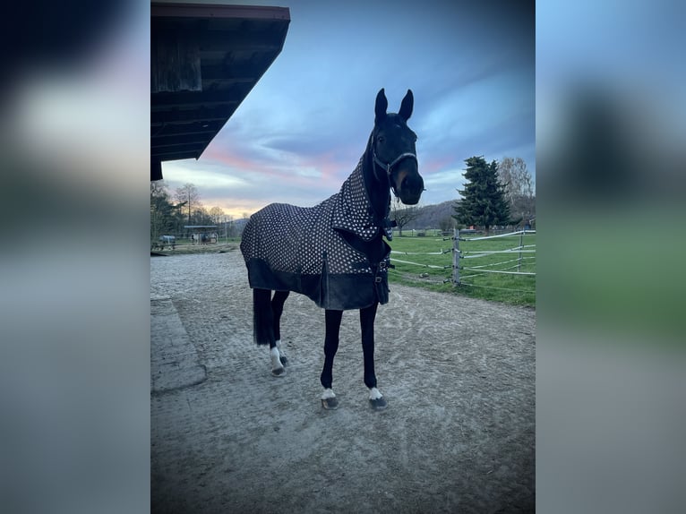 Hanoverian Mare 13 years 17 hh Smoky-Black in Katlenburg-Lindau
