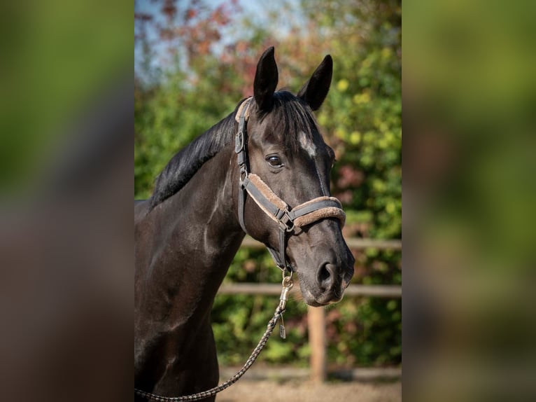 Hanoverian Mare 13 years 17 hh Smoky-Black in Spenge