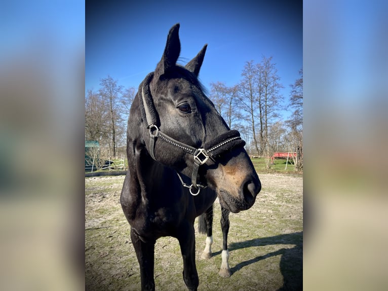 Hanoverian Mare 13 years 17 hh Smoky-Black in Katlenburg-Lindau