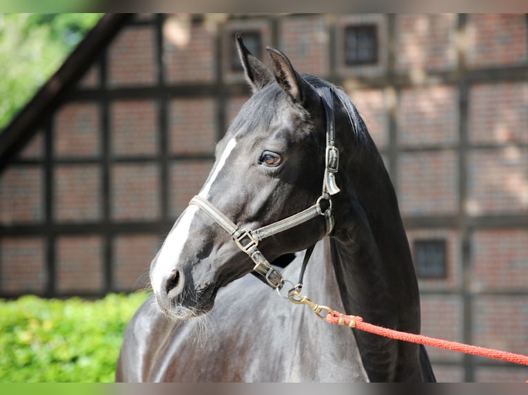 Hanoverian Mare 13 years 17,1 hh Black in L&#xE4;hden