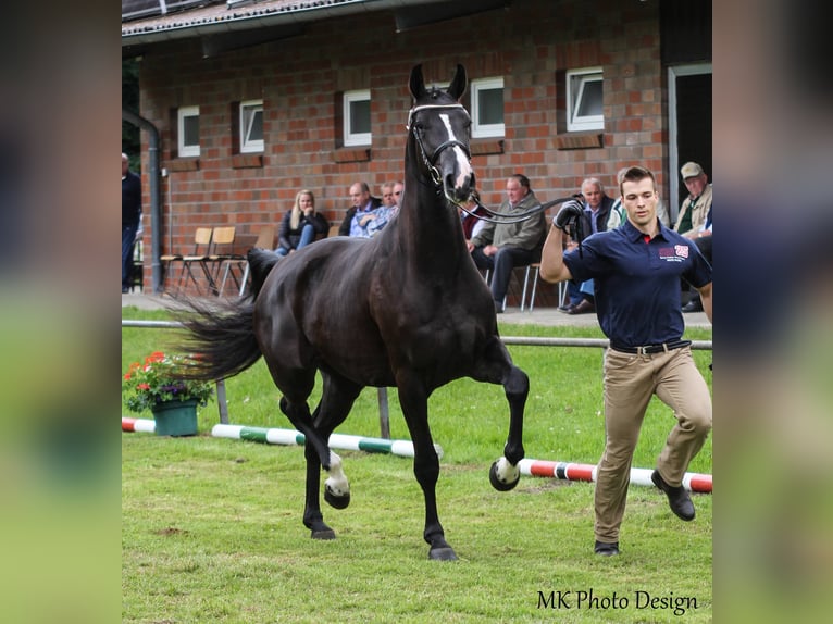 Hanoverian Mare 13 years 17,1 hh Black in L&#xE4;hden
