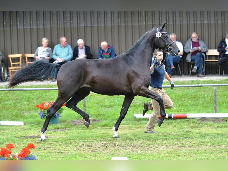 Hanoverian Mare 13 years 17,1 hh Black in L&#xE4;hden