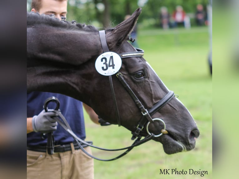 Hanoverian Mare 13 years 17,1 hh Black in L&#xE4;hden