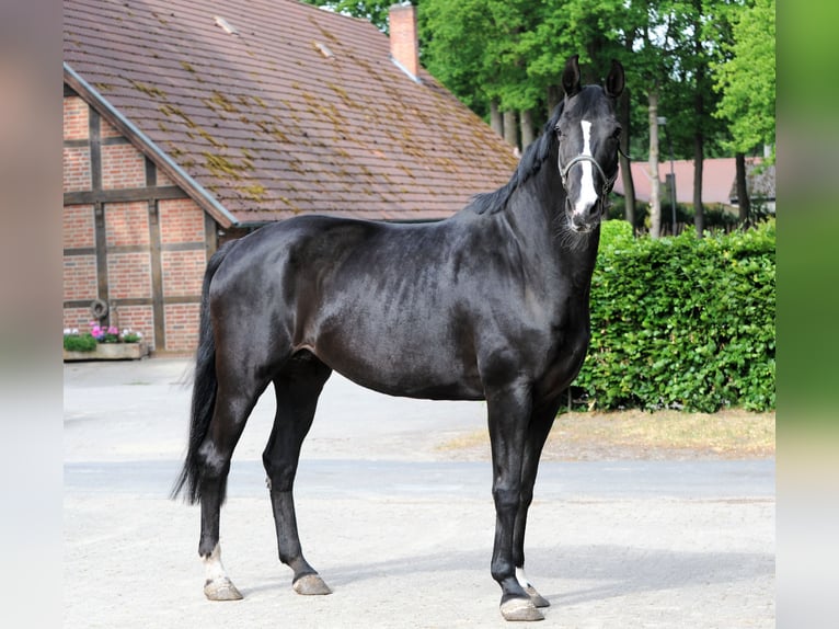 Hanoverian Mare 13 years 17,1 hh Black in L&#xE4;hden