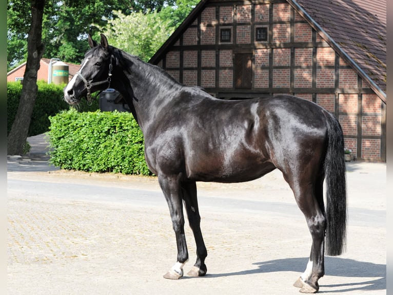 Hanoverian Mare 13 years 17,1 hh Black in L&#xE4;hden