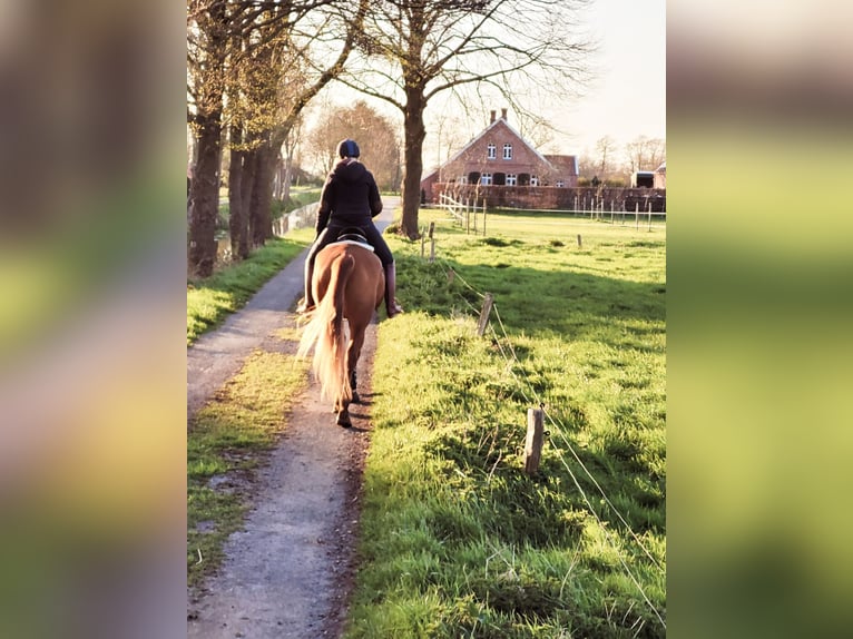 Hanoverian Mare 13 years 17,1 hh Chestnut-Red in Moormerland