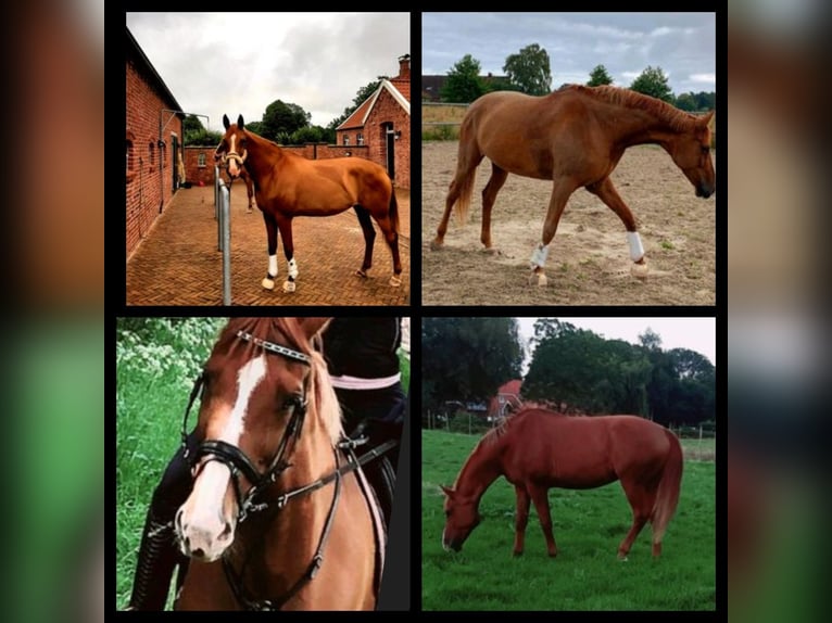Hanoverian Mare 13 years 17,1 hh Chestnut-Red in Moormerland