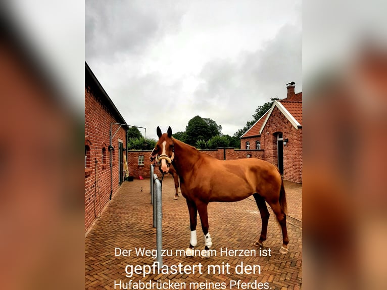 Hanoverian Mare 13 years 17,1 hh Chestnut-Red in Moormerland
