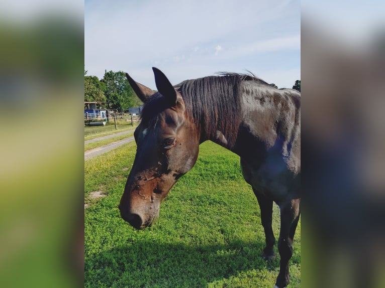 Hanoverian Mare 14 years 15.3 hh Bay-Dark in Neuruppin