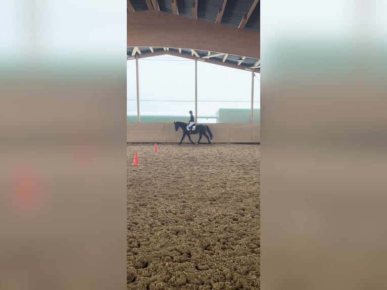 Hanoverian Mare 14 years 15.3 hh Bay-Dark in Kölleda