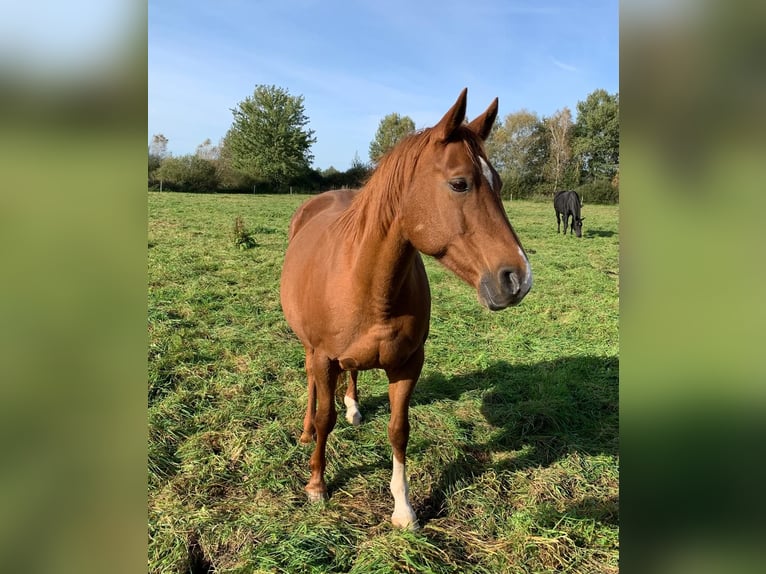 Hanoverian Mare 14 years 15,3 hh in Trebel