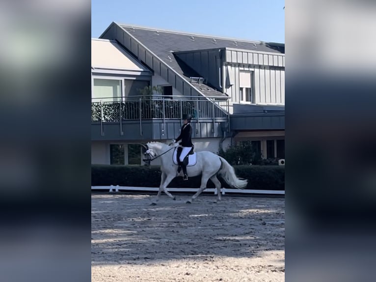 Hanoverian Mare 14 years 15,3 hh Gray in Bendorf