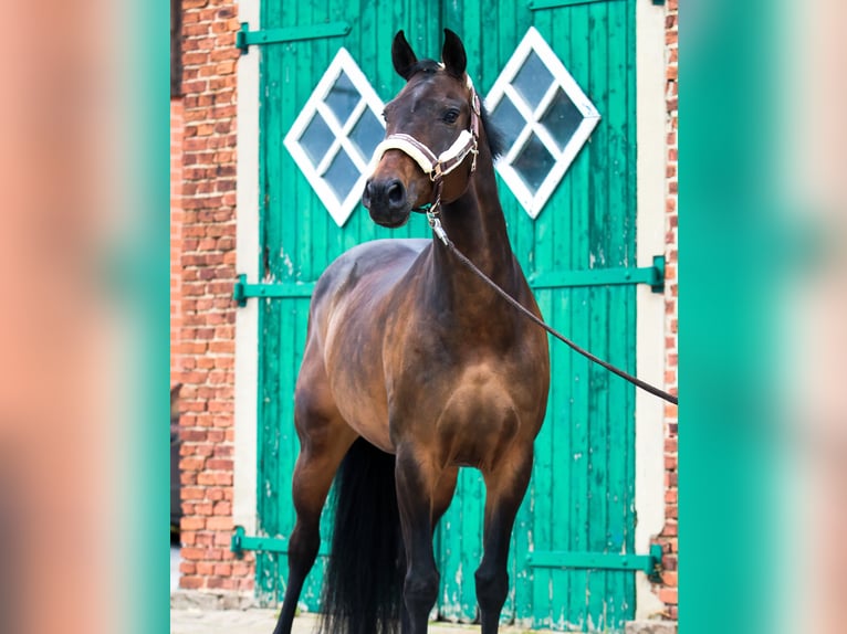 Hanoverian Mare 14 years 15,2 hh Brown in Preu&#xDF;isch Oldendorf