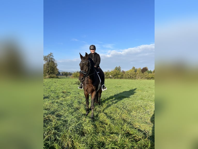 Hanoverian Mare 14 years 15,2 hh Brown in Preu&#xDF;isch Oldendorf