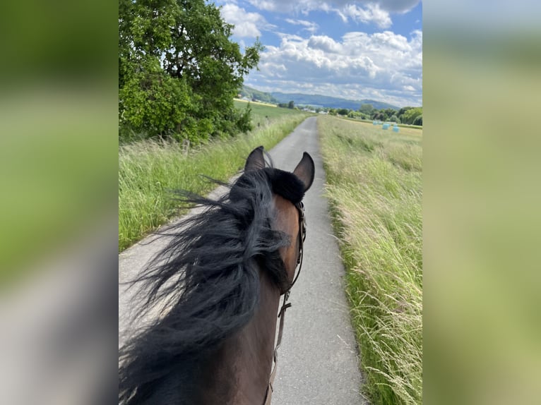 Hanoverian Mare 14 years 15,2 hh Brown in Preu&#xDF;isch Oldendorf
