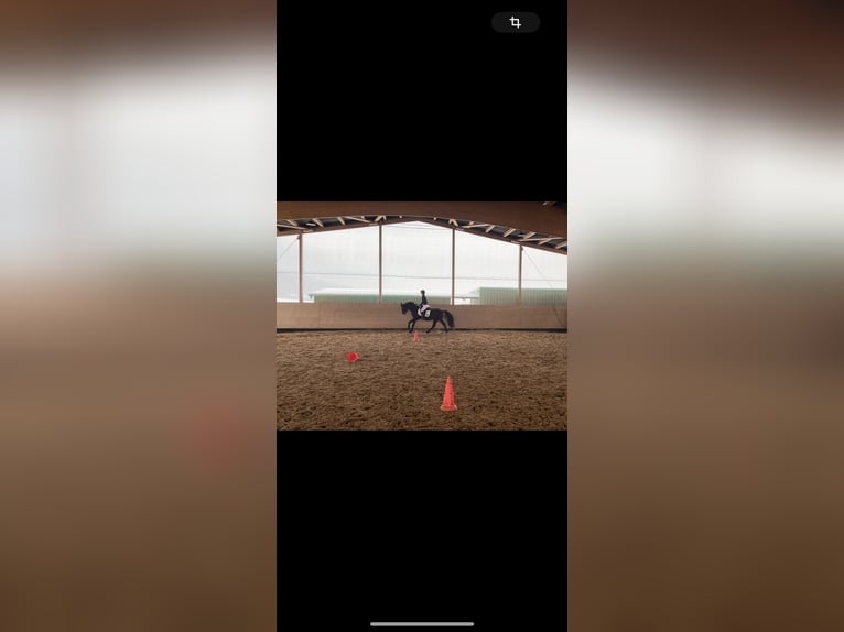 Hanoverian Mare 14 years 15,3 hh Bay-Dark in Kölleda