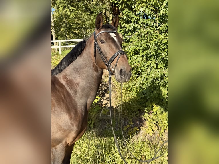Hanoverian Mare 14 years 16.1 hh Bay-Dark in Davidschlag