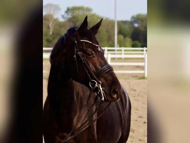 Hanoverian Mare 14 years 16.1 hh Black in Jüchen