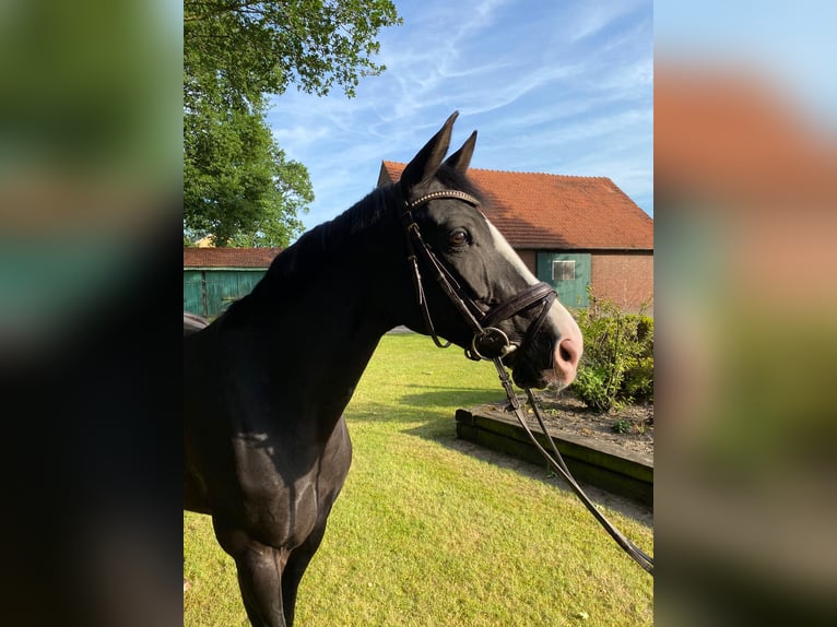 Hanoverian Mare 14 years 16.1 hh Black in Hamburg Othmarschen