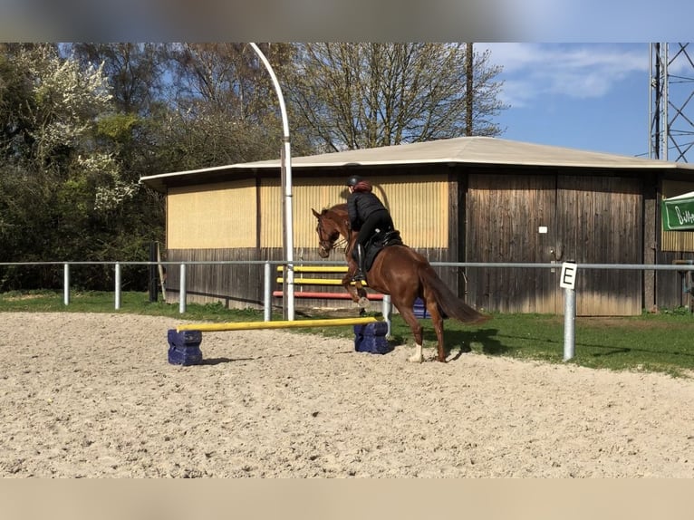 Hanoverian Mare 14 years 16.1 hh Chestnut in Winkelbach