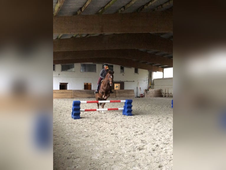 Hanoverian Mare 14 years 16.1 hh Chestnut in Winkelbach