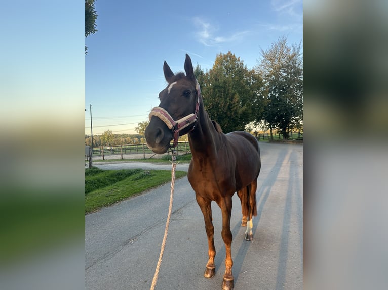 Hanoverian Mare 14 years 16.1 hh Chestnut in Werne