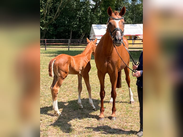 Hanoverian Mare 14 years 16,1 hh Chestnut-Red in Butjadingen