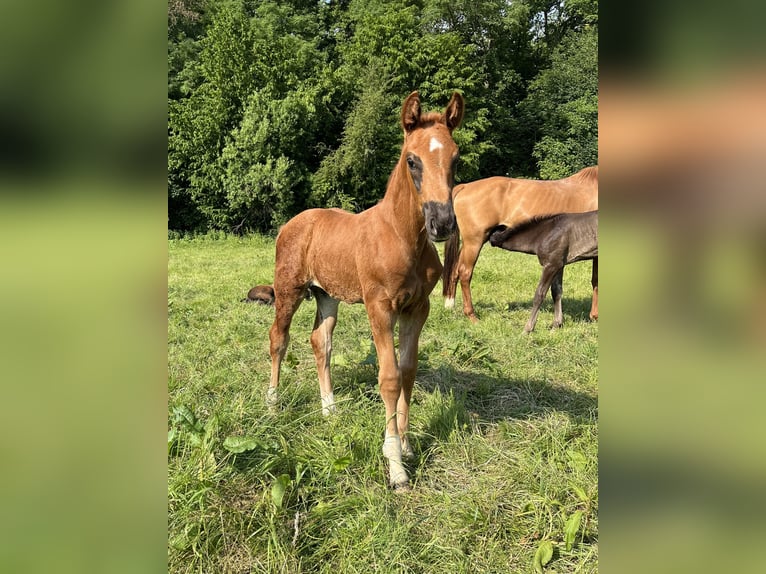 Hanoverian Mare 14 years 16,1 hh Chestnut-Red in Westernohe