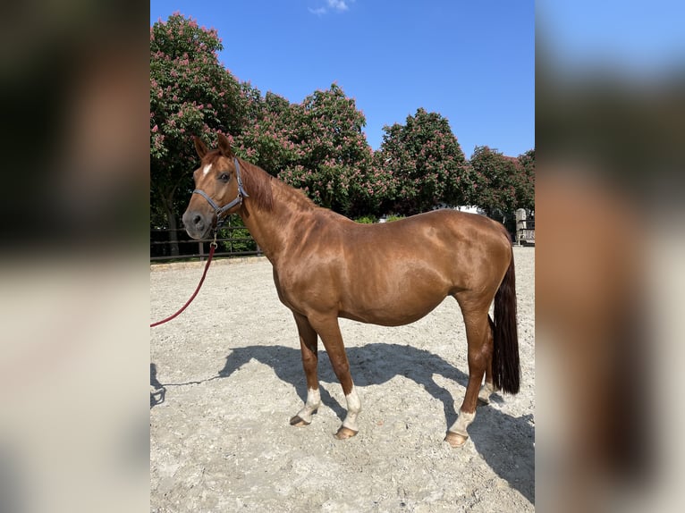 Hanoverian Mare 14 years 16,1 hh Chestnut-Red in Westernohe