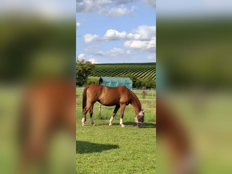 Hanoverian Mare 14 years 16.1 hh Chestnut-Red in Bad Kreuznach