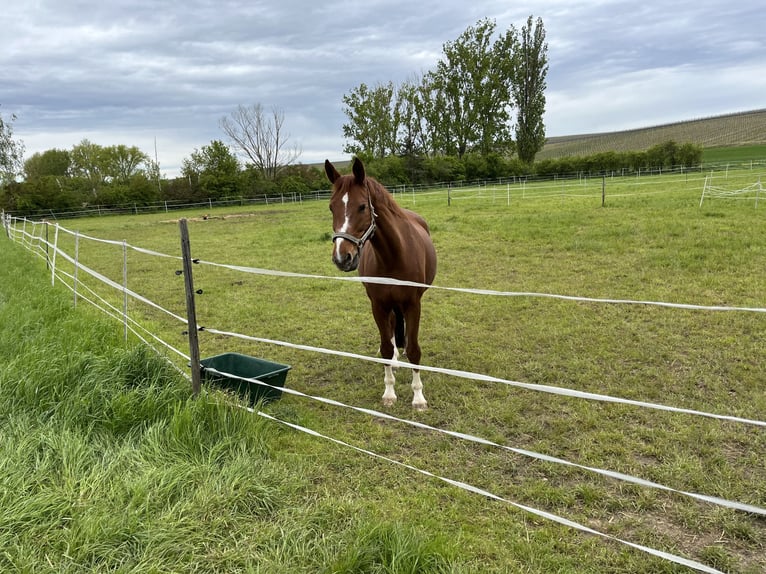 Hanoverian Mare 14 years 16.1 hh Chestnut-Red in Bad Kreuznach