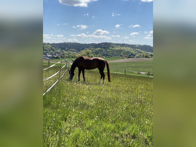 Hanoverian Mare 14 years 16,1 hh Chestnut-Red in Coburg