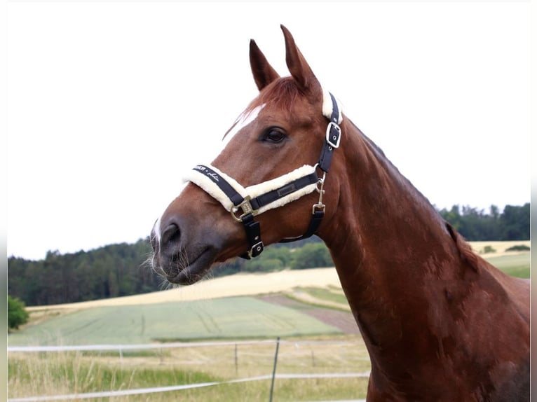 Hanoverian Mare 14 years 16,1 hh Chestnut-Red in Coburg