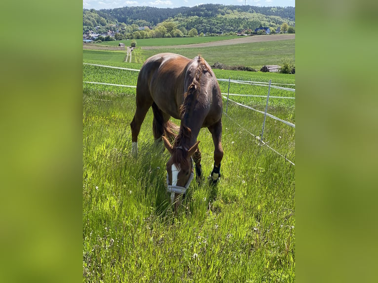 Hanoverian Mare 14 years 16,1 hh Chestnut-Red in Coburg