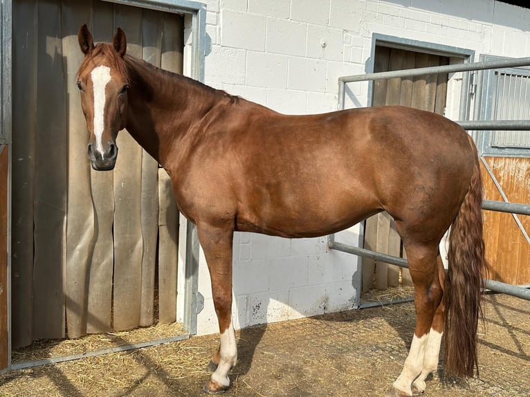 Hanoverian Mare 14 years 16,1 hh Chestnut-Red in Coburg